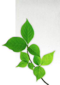 サイド葉イメージ